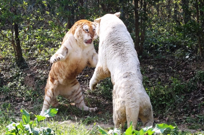 两虎赏花出现了这尴尬的一幕
